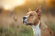 regal american staffordshire terrier dog posing outdoors animal photography portrait