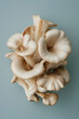 close up of a beautiful oyster mushroom