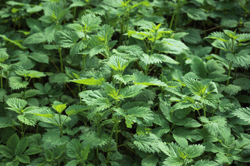 thickets of stinging nettle, green plant background