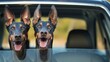 Doberman dogs with their muzzles sticking out of the rear window of a car