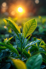 Poster - An abstract representation of tea leaves melting into a sunset horizon, merging soothing and energizing hues,