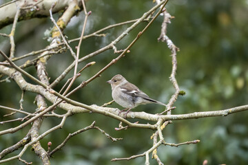 Poster - female Chaffinch fringilla coelabs perched in a tree with a blurred green background