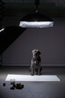 A poised Italian Cane Corso sits center stage under studio lighting, awaiting its cue in a photo shoot setting