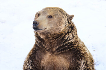 Wall Mural - brown bear in water