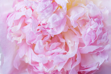 Wall Mural - beautiful aromatic fresh blossoming tender pink peonies texture, close up view. romantic background