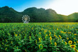 Beautiful view of white ferris wheel in sunflower farm with mountain in background. Ferris wheel with view of nature and a field of blooming sunflowers. Relaxation with beautiful and peaceful nature.