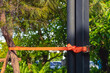 Orange stark sling tied to pole and tree to control the growth of tree to keep upright. The tape supports tree trunk for proper growth. Outdoor nylon hammock lashing belt around tree. Selective focus.