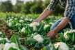© Jorge Ferreiro - farmer cutting cauliflower in an organic vegetable field