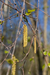 Wall Mural - beautiful new birch foliage in sunny weather