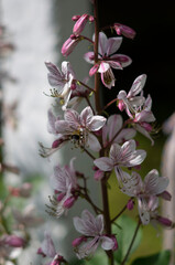 Wall Mural - pink and white flowers dictamnus albus