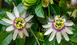 Fototapeta Sawanna - Sweet granadilla or passion flowers (Passiflora incarnata) adorn a granadilla vie, which is native to Brazil.