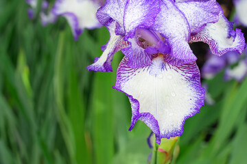 Wall Mural - Macro closeup of a bearded iris bloom