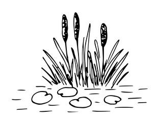 Wall Mural - Reed bush, water lily leaves. Simple black outline vector drawing. Sketch in ink. Fishing, duck hunting.