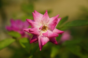 Roses bloom in the garden