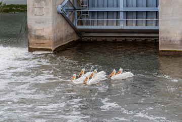 Sticker - American White Pelicans Group Fishing Near The Dam On Fox River In De Pere, Wisconsin, During Spring Migration