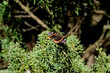 Red admiral butterfly (Vanessa Atalanta) sitting on a green bush in Zurich, Switzerland