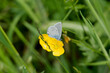 Mazarine blue (Cyaniris semiargus) butterfly sitting on a yellow flower in Zurich, Switzerland
