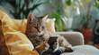 © Pemika - Fantasy concept pet and technology, cat using smartphone on the couch in living room cozy interior design