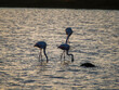 Flamingo in the Ebro River Delta. Flamingos in the Ebro Delta Natural Park, Tarragona. Great Flamingo (Phoenicopterus roseus), Ebro Delta Natural Reserve, Tarragona province, Catalonia, Spain