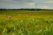 A field under a cloudy sky is dotted with wildflowers including prominent purple thistle blooms in the foreground. In the background, an electricity pylon stands tall.