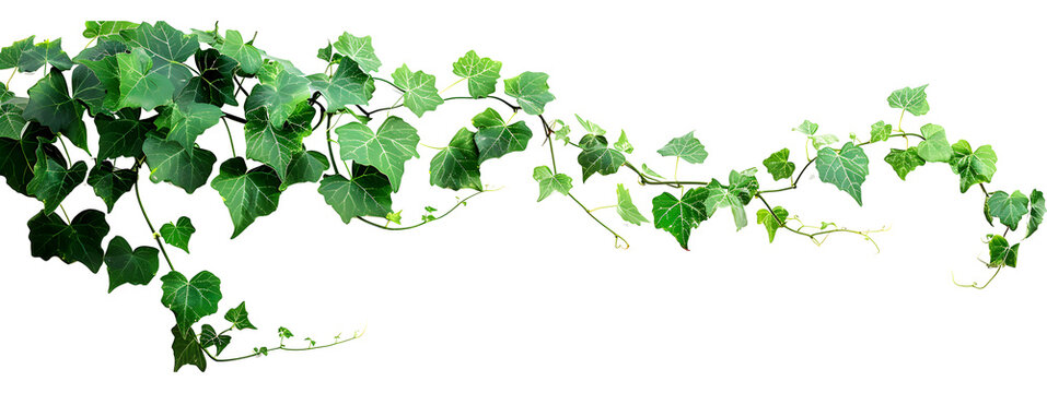 Bush grape or three-leaved wild vine cayratia (Cayratia trifolia) liana ivy plant bush, nature frame jungle border isolated on white background, clipping path included