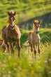 © YouAreBeautiful - Playful Foals in Lush Field with Spring Blooms