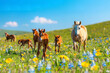 Joyful Foals Playing in a Vibrant Spring Meadow with Wildflowers  