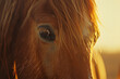 © Davivd - Close-Up of Horse Face in Golden Hour Light
