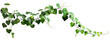 © pixelcommando - Bush grape or three-leaved wild vine cayratia (Cayratia trifolia) liana ivy plant bush, nature frame jungle border isolated on white background, clipping path included