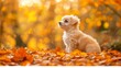   A small white dog sits atop a mound of orange and yellow autumn leaves, bordering a forest teeming with similar hued foliage