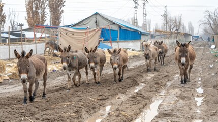   A group of donkeys traverses a dirt road, passing by a blue building with a tarp covering its roof