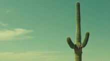   A Large, Green Cactus Stands In The Field's Center Behind It, A Blue Sky Stretches, Dotted With A Few White Clouds