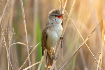 great reed warbler singing in mating season