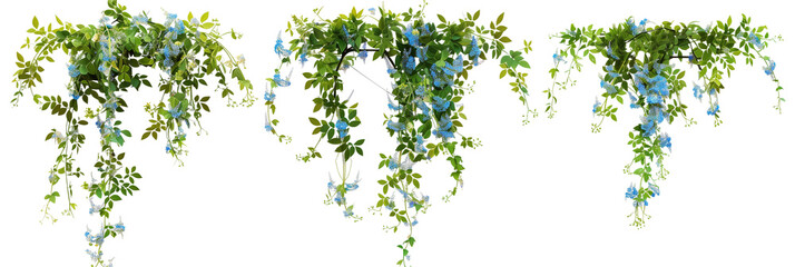 set of hanging creepers with tiny blue flowers, ideal for decorating garden arches, isolated on tran
