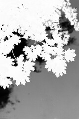 Wall Mural - Maple tree leaves growing towards the sky in black and white film negative.