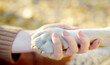 © Maria Sbytova - A beagle dog gives a paw to its owner during obedience training. Dog area. Walking with the dog. Pet sitter. Banner