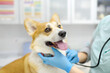 Veterinarian examines dog of corgi breed in veterinary clinic. Vet doctor is establishes contact and trust with the pet before listening breath using stethoscope. Checkup health animal.