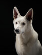 A white Swiss Shepherd dog gazes into the distance with poise, studio lighting highlights its dignified stance