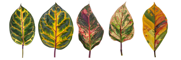 Wall Mural - set of Croton leaves with variegated colors, isolated on transparent background