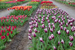 Flower bulb garden with tulips in Julianadorp, the Netherlands