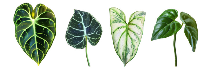 Wall Mural - set of Philodendron leaves with various shapes and textures, isolated on transparent background