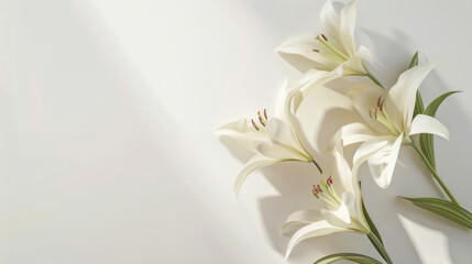 Serene composition of beautiful white lilies with delicate shadows, casting a tranquil ambiance on a subtle cream backdrop