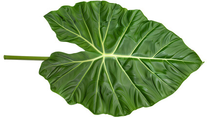 Wall Mural - A large Alocasia leaf with broad veins, isolated on transparent background