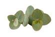 Green eucalyptus leaves bouquet on a white background.