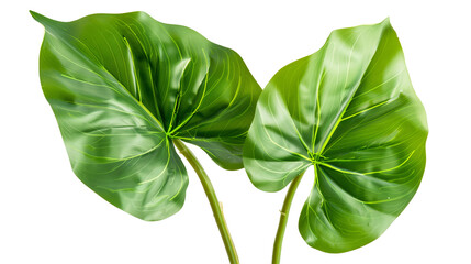 Wall Mural - A split leaf philodendron highlighted by soft lighting, isolated on transparent background