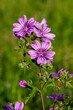 Flowers of Malva, herbaceous plants in the family Malvaceae mallow
