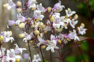 Wall Mural - White flowers of Penstemon digitalis in the garden.