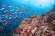Beautiful coral reef and many fish photography in deep sea in scuba dive explore travel activity underwater with blue background landscape in Andaman Sea, Thailand