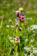 Ophrys ferrum - equinum, horseshoe bee - orchid