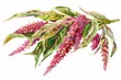 Amaranth, Rich in protein and iron, superfoods conception, watercolor illustration